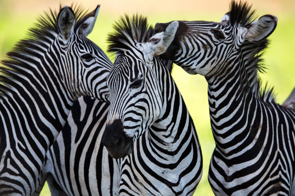 Two Zebras in the wild Two Zebras in the wild
