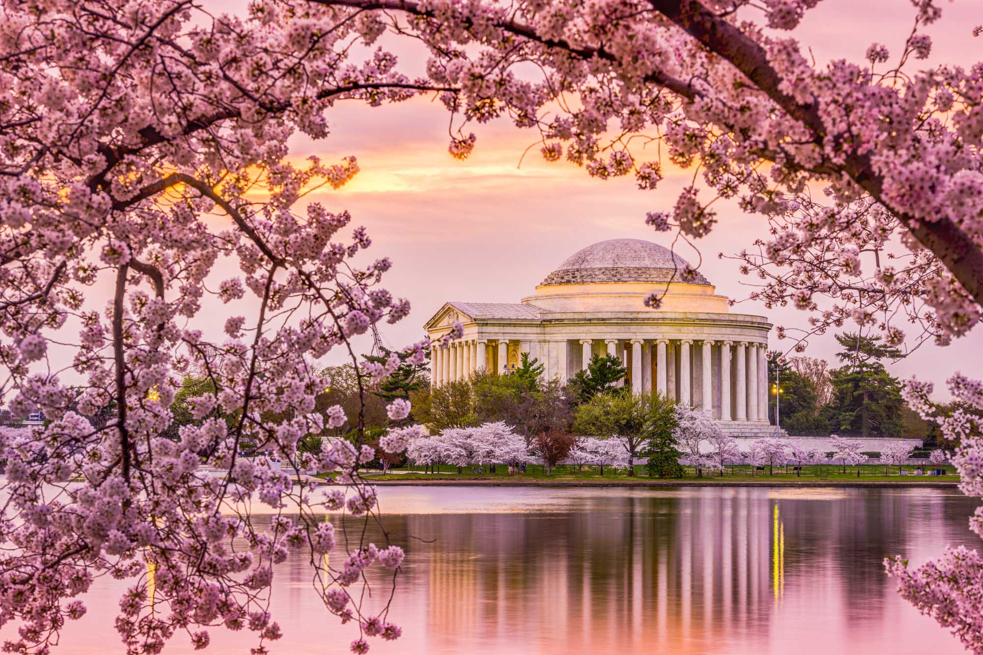 Cherry Blossom Festival 2024 Washington Dc Reeva Annabela