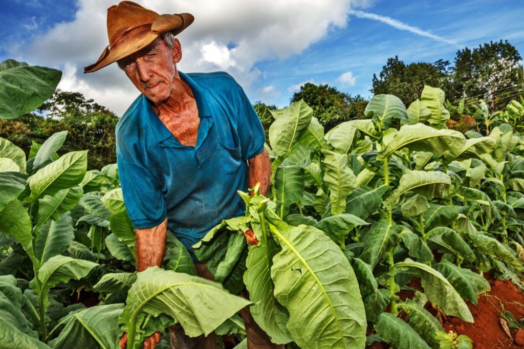 Cuba, Viñales, Farmer Harvesting Tobacco 45 Photo Workshop Adventures Michael Chinnici Romania