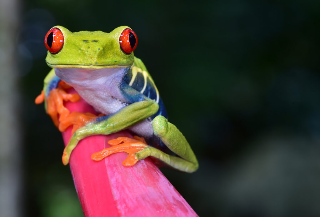 photo-workshop-adventures-costa-rica