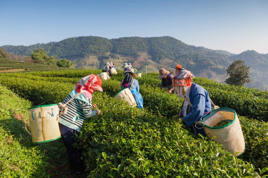 Tea Plantations Tea Plantations
