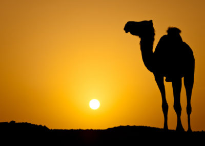 Sun Going Down In A Hot Desert: Silhouette Of A Wild Camel At Su