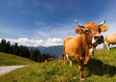 Kuh In Den Alpen