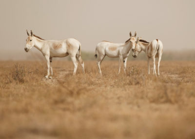 Wild Asses In The Desert Little Rann Of Kutch, Males Fight, Mati