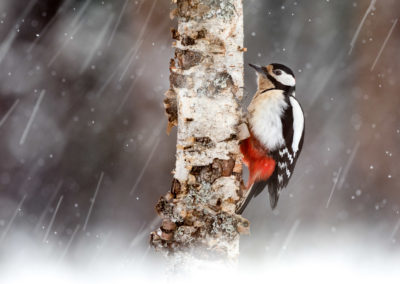 Woodpecker In Snow