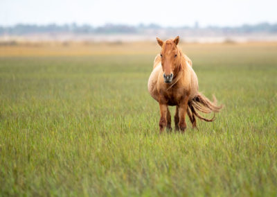 01 Photo Workshop Adventures Wild Horses Of North Carolina Michael Cohen