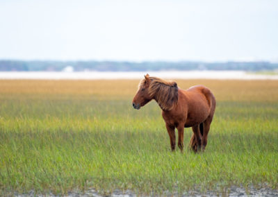03 Photo Workshop Adventures Wild Horses Of North Carolina Michael Cohen