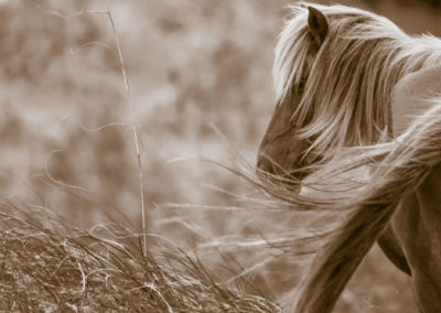 12 Photo Workshop Adventures Wild Horses Of North Carolina Michael Cohen