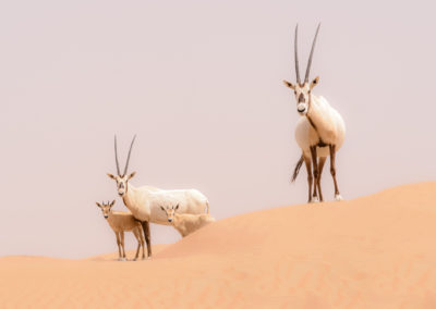 Oryx Family In The Dunes Of The Dubai Desert Conservation Reserv