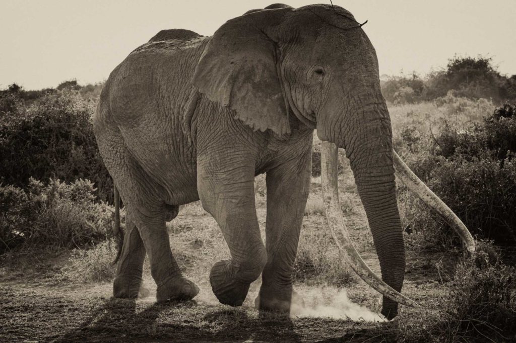 02 Photo Workshop Adventures Jerry Adamo Wildlife 2021