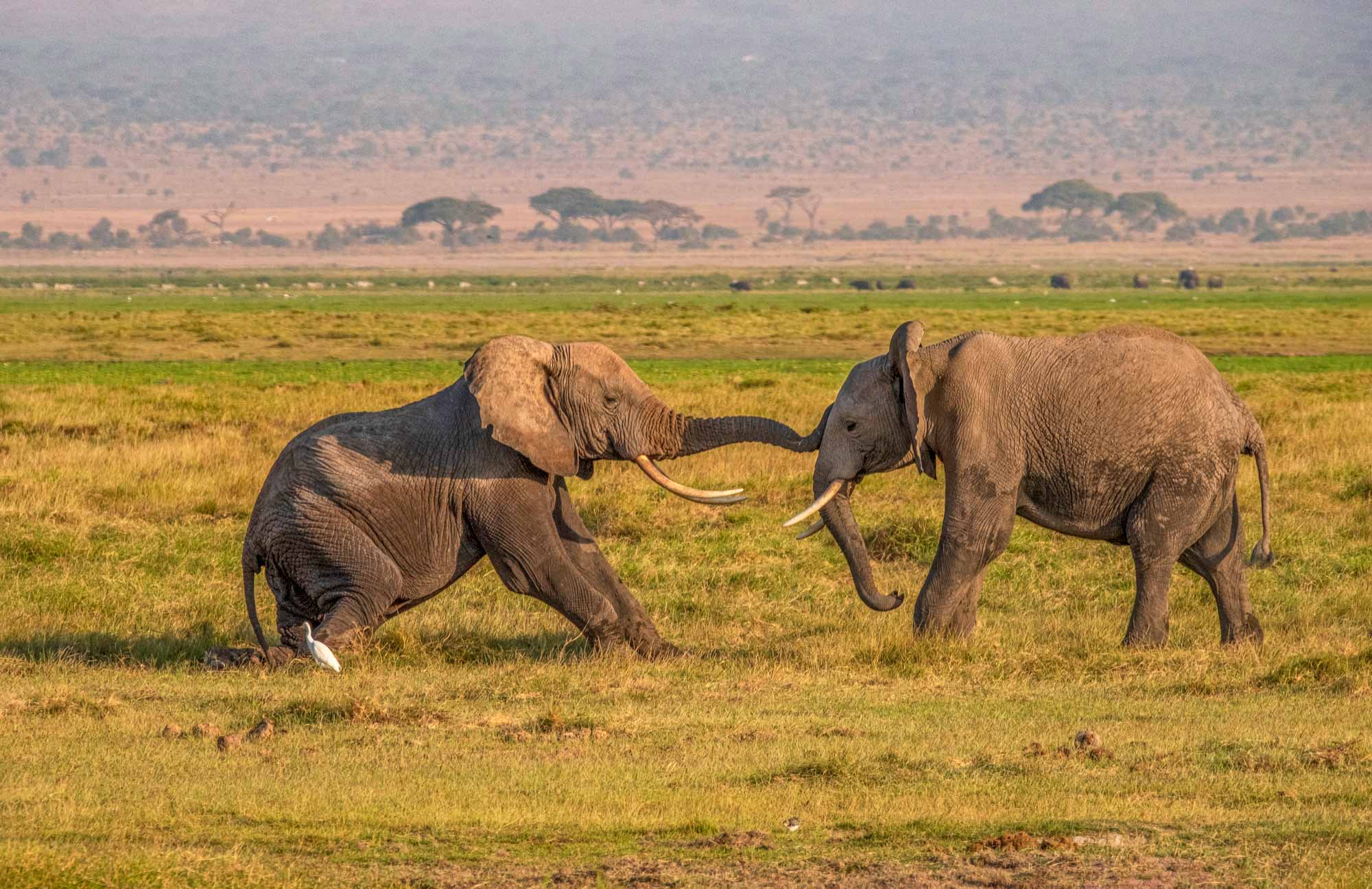 Photographing Kenya’s Wild Heart: Amboseli, Maasai Mara & Samburu
