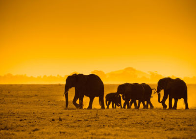 Silhouettes Of Elephants