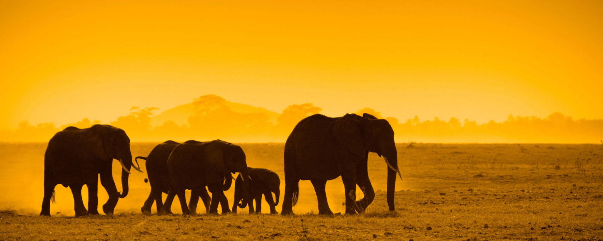 Silhouettes Of Elephants
