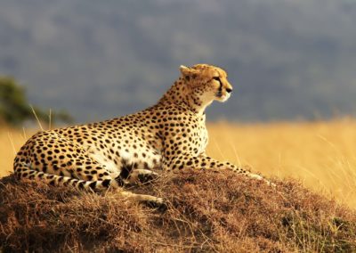 Cheetah On The Masai Mara In Africa