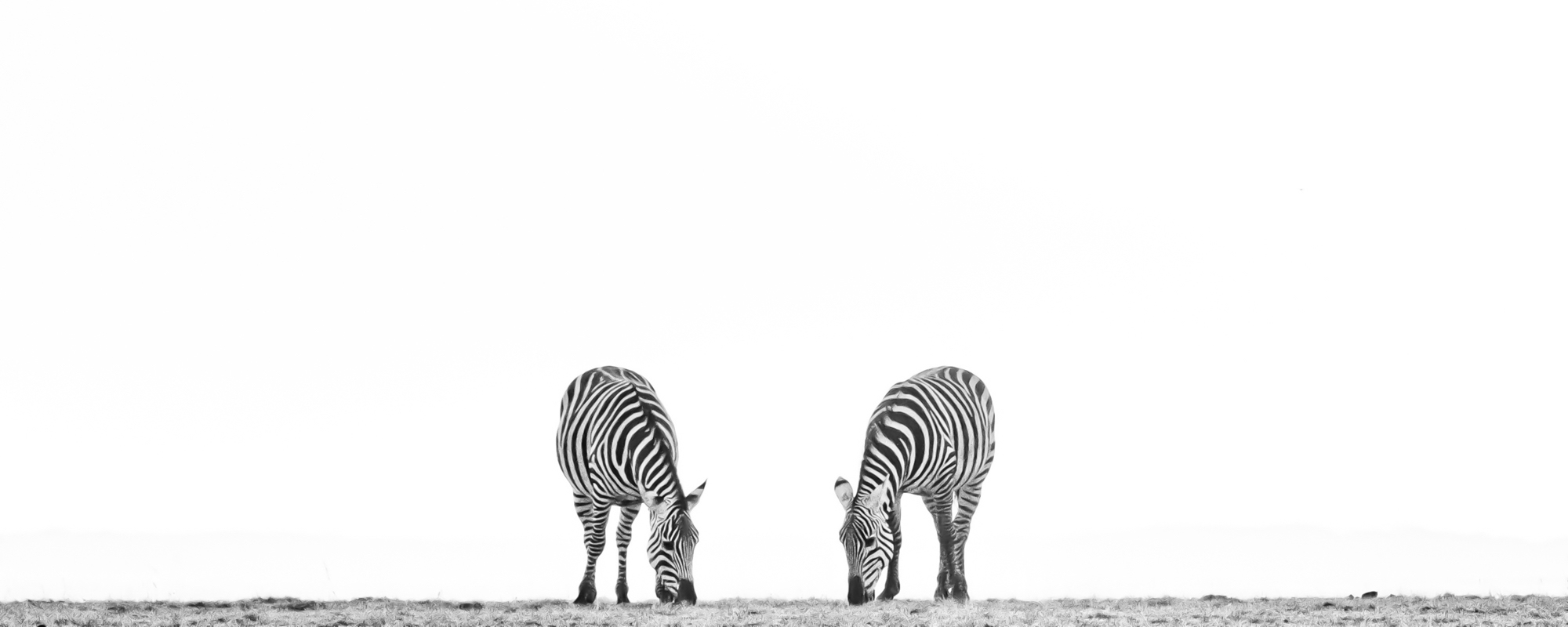 14 Photo Workshop Adventures Jerry Adamo Wildlife 2021