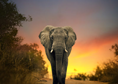 African Elephant Walking In Sunset