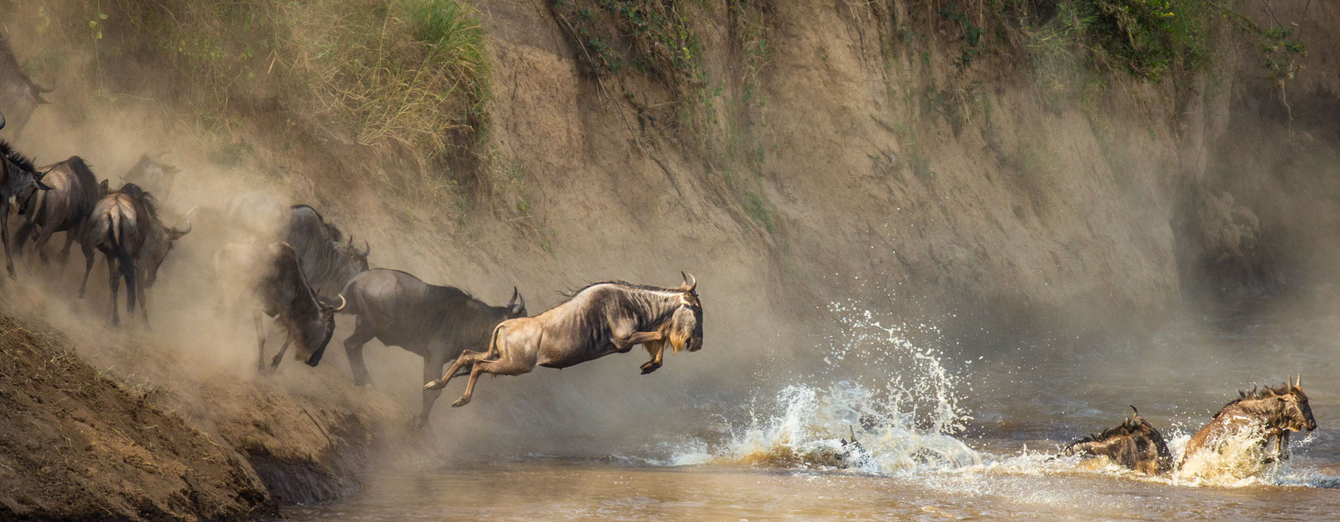 Wildebeests Are Crossing Mara River. Great Migration. Kenya. Tanzania. Maasai Mara National Park.