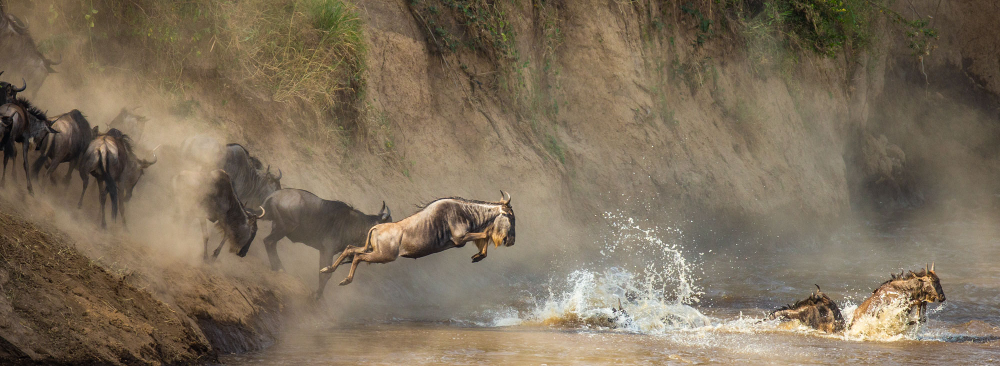 Wildebeests Are Crossing Mara River. Great Migration. Kenya. Ta