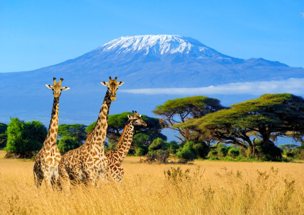 Giraffes in National Park of Kenya with Mount Kilimanjaro backdrop Giraffes in National Park of Kenya with Mount Kilimanjaro backdrop