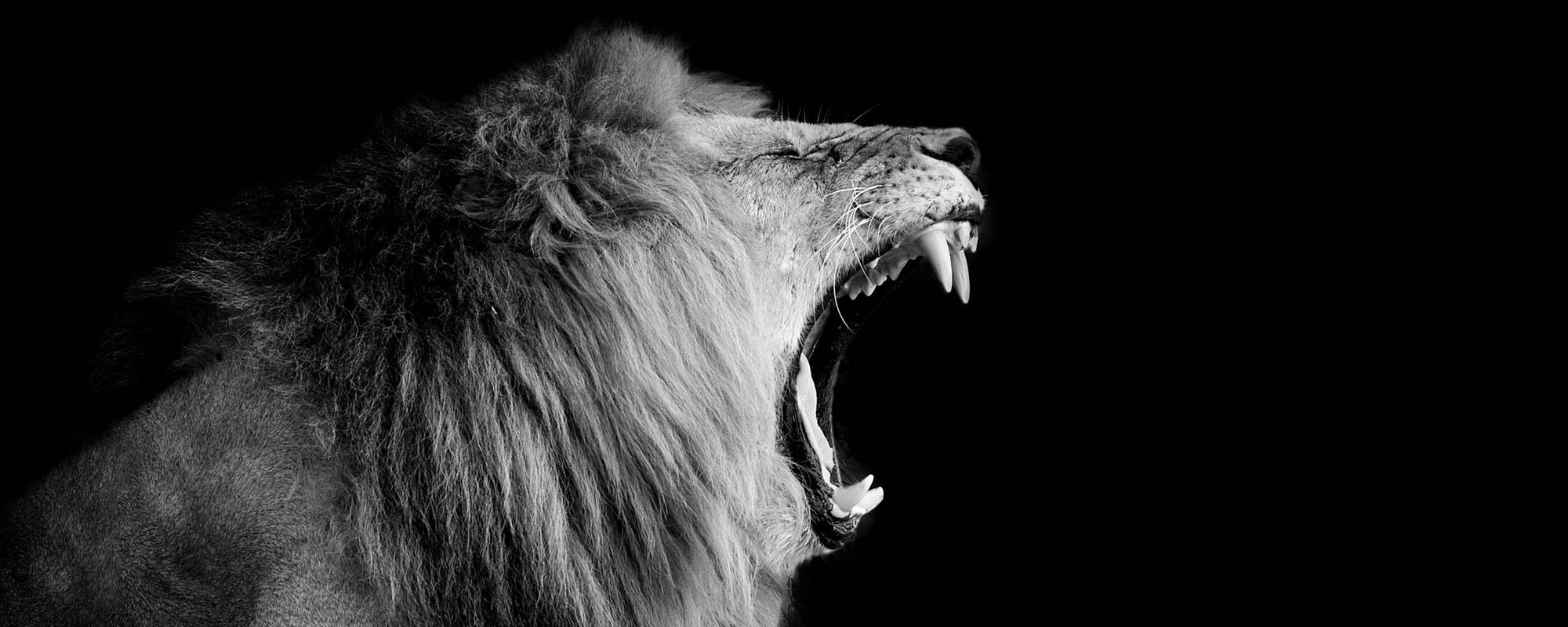 Lion On Dark Background