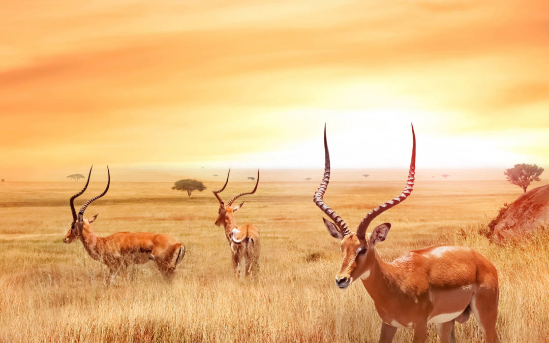 New Adventure: Kenya Maasai Mara Safari