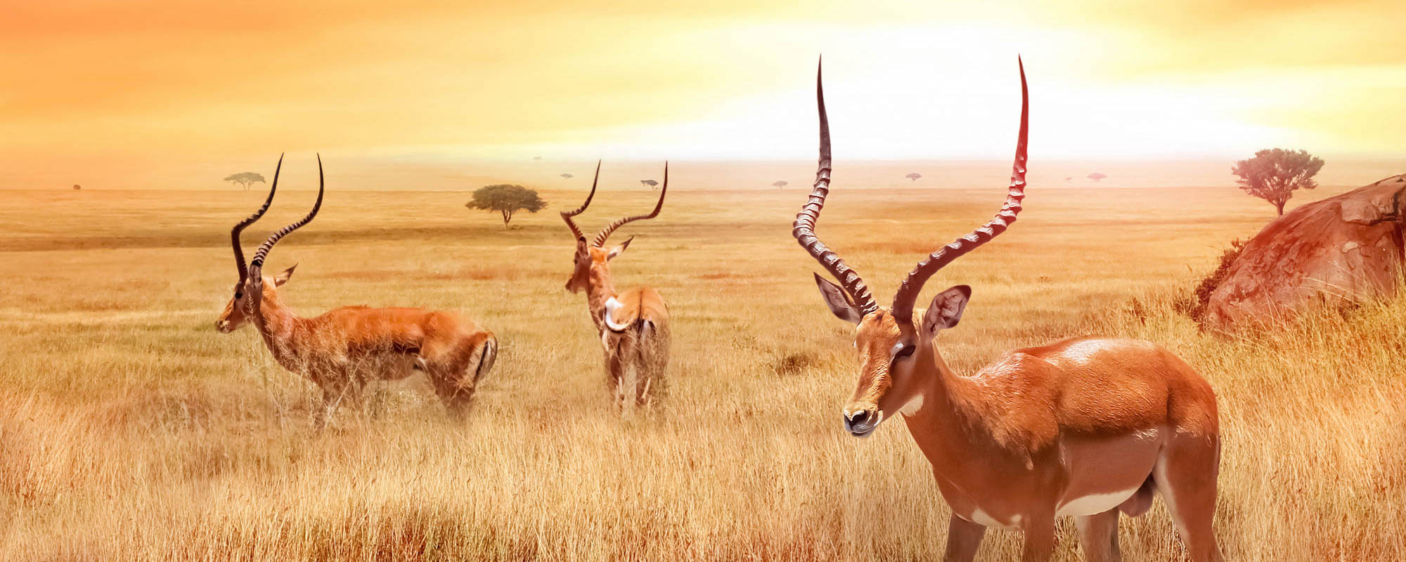 Lonely Antelope In The African Savanna Against A Beautiful Sunset. African Landscape. Serengeti National Park.