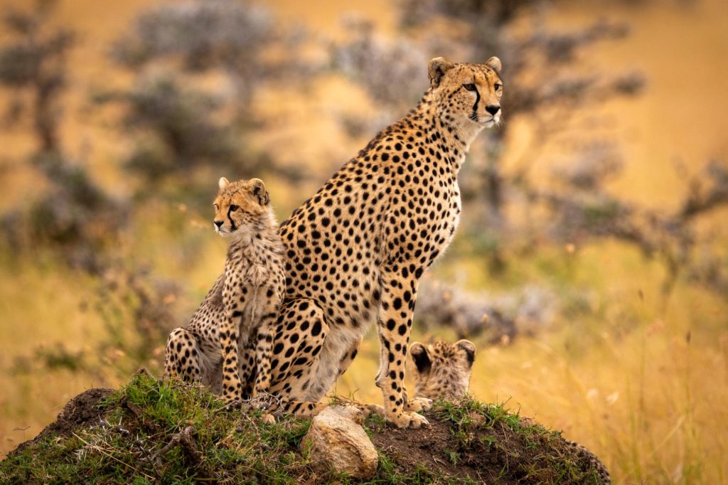 Big cats in Kenya's wildlife Cheetah And Cubs Sitting On Grassy Mound
