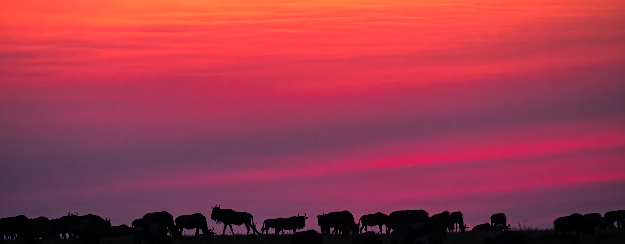 28 Photo Workshop Adventures Jerry Adamo Wildlife 2021