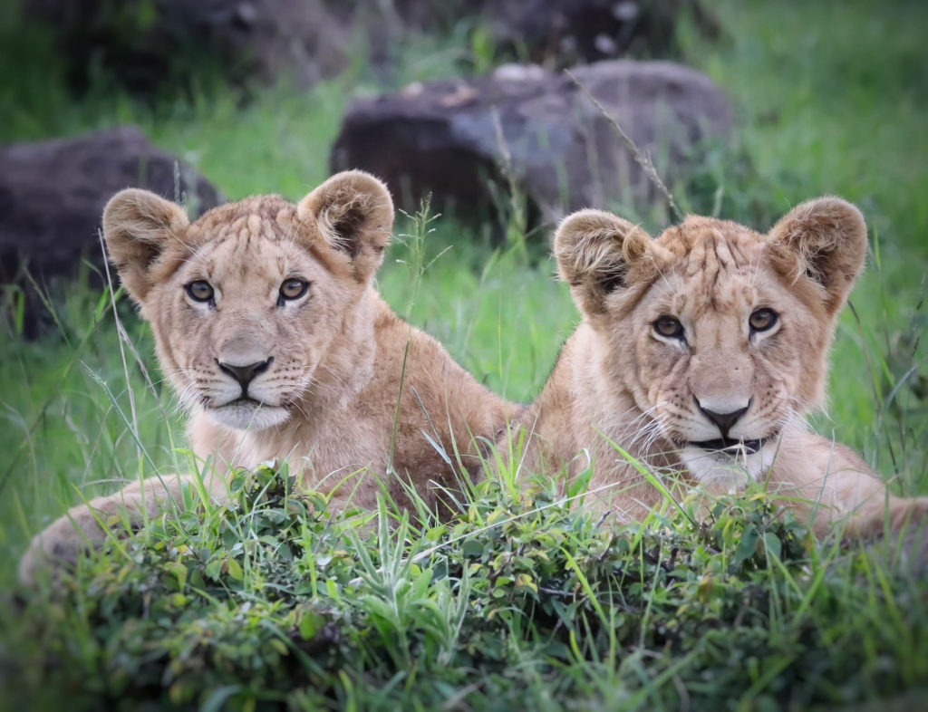 Big cats in Kenya's wildlife