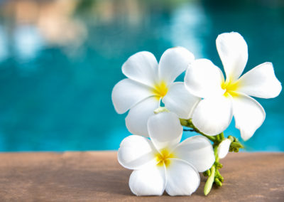 Tropical Frangipani White Flower Near The Swimming Pool, Flower