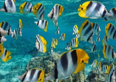 Tropical Fish School Underwater, Pacific Double Saddle Butterfly