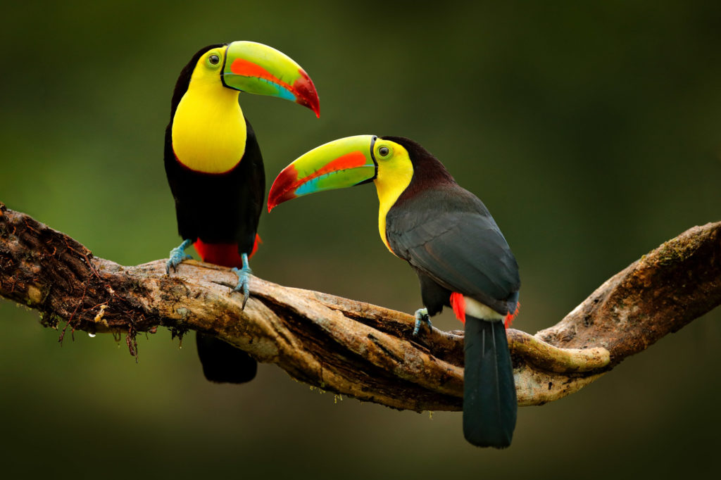 photo-workshop-adventures-costa-rica