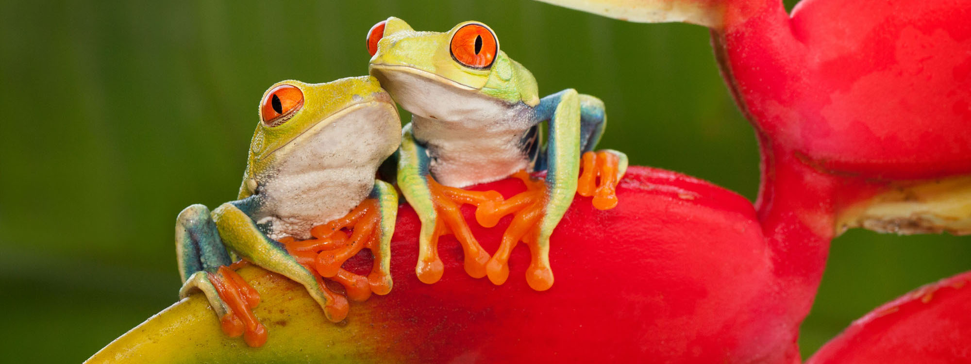 Two Red Eyed Tree Frog Resting On A Heliconia Flower