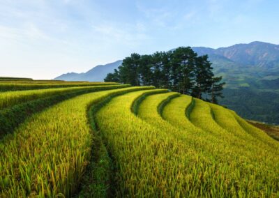 Terraced Rice Field In Harvest Season In Mu Cang Chai, Vietnam.