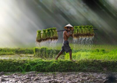 Vietnam Farmer Bearing Seedlings Of Rice To Plant, Asian Farmer