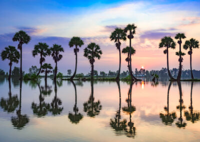 Palm Trees On Rice Paddy In Sunrise, An Giang Province, Vietnam.