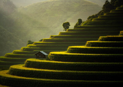 The Rice Fields On Terraced Of Mu Cang Chai, In Northern Vietnam