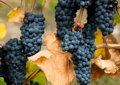 Ripe Gamay Noir Grapes Vineyard