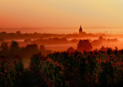 Sunset Over The Vineyards In The Loire Valley