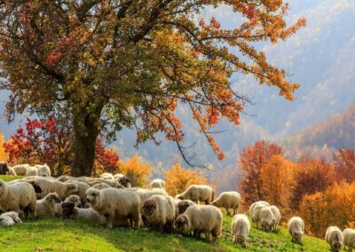 Autumn Landscape, Sheep, Shepard Dog