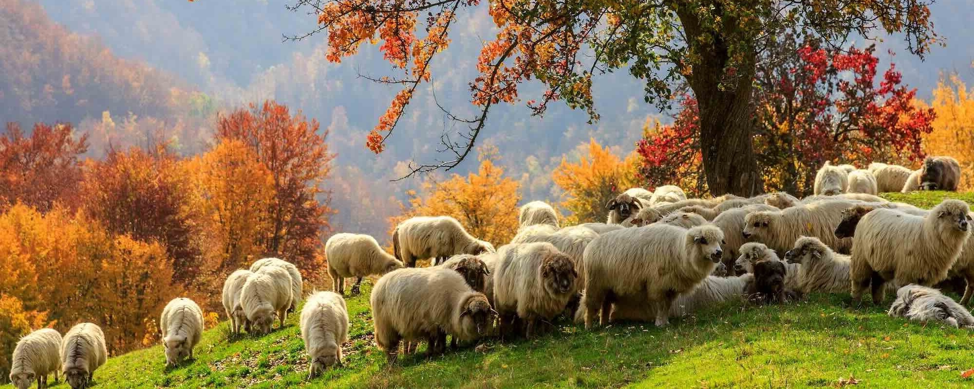 Autumn Landscape, Sheep, Shepard Dog