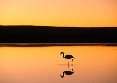 Wading Flamingo At Sunset, Atacama Desert, Chile