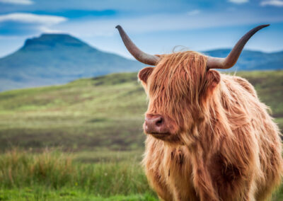 Furry Highland Cow In Isle Of Skye, Scotland