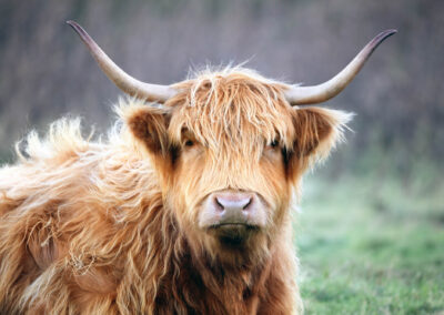 Scottish Highland Cow On The Isle Of Skye, Scotland