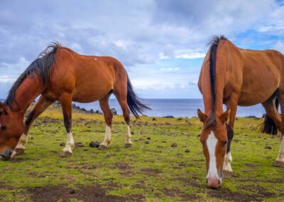 Horses On Easter Island Cliffs