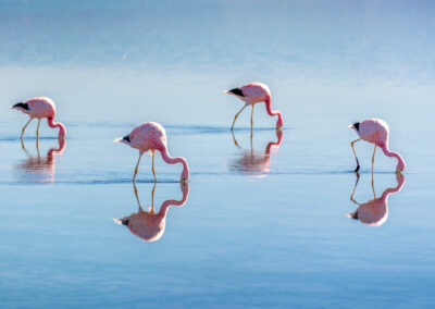 Andean Flamingos In Laguna Chaxa, Atacama Salar, Chile