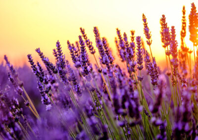 Blooming Lavender In A Field