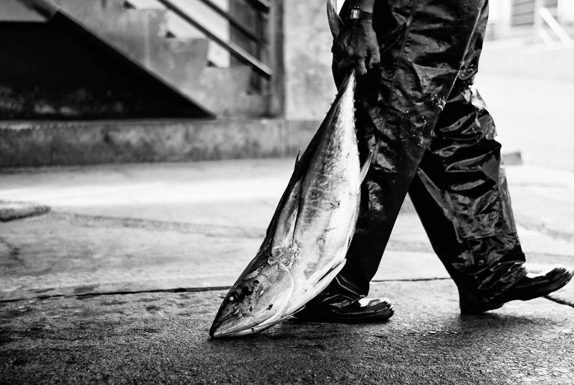 Tuna Fish And Tuna Fishing Person In Azores, Portugal