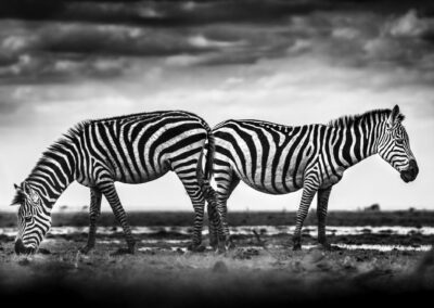 Stripes