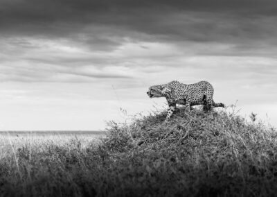 Tension In The Grasslands